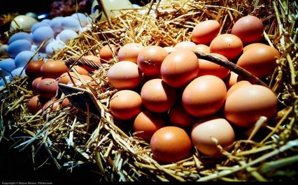 HUEVOS_800X450-FOR-MOYAN-BRENN